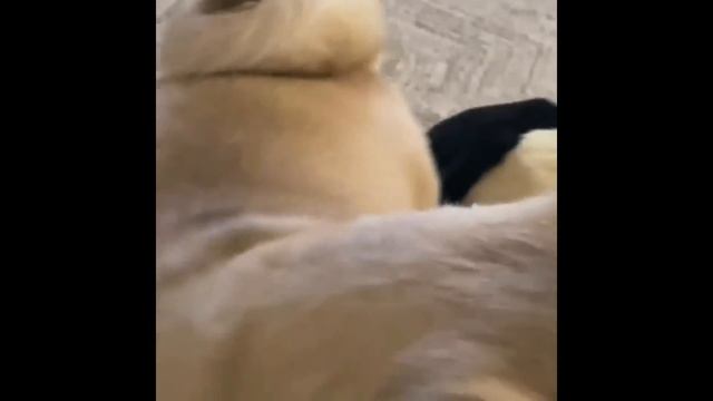 Only Pug can make us HAPPY and LAUGH - Funny and Cute Pug Puppy Videos Compilation смотреть онлайн