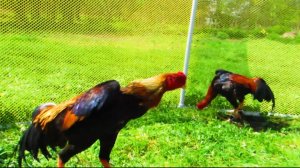 О шамо 🐓🐓