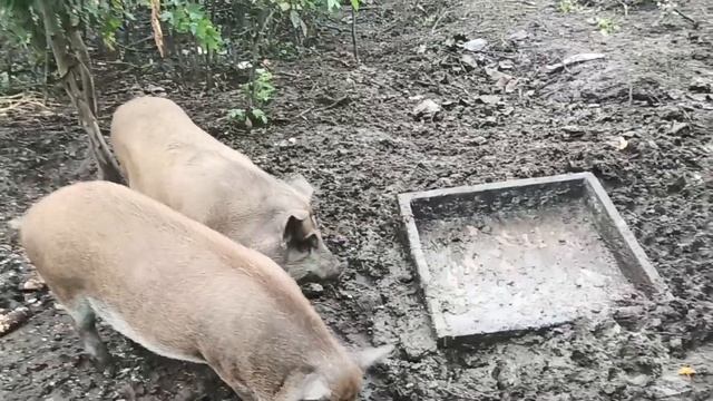 Сибирская язва в Воронеже смотреть онлайн