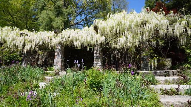 Chanticleer Garden Tour in May 🌷 смотреть онлайн