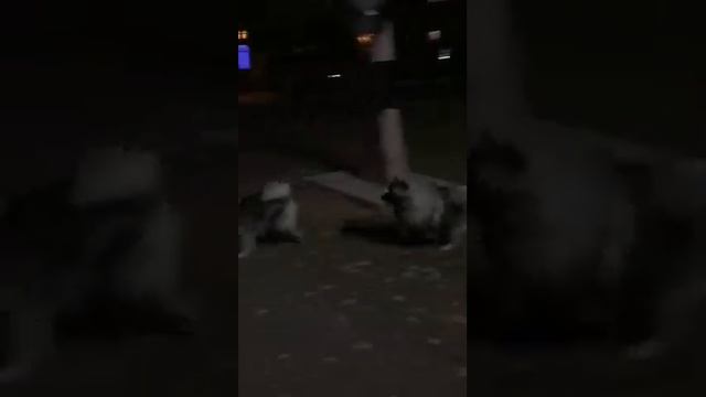 ШПИЦ - КЕЕСХОНД САРАТОСКАЯ ОБЛ. У нас есть щеночки! (родители деток) смотреть онлайн