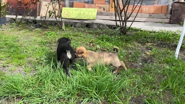 A PEACEFUL VILLAGE AMAZING GRANNY GREAT CHEF! REAL COUNTRY FOODS  RURAL LIFE