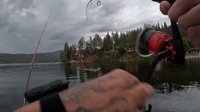 Chasing Channels Here Kitty Kitty