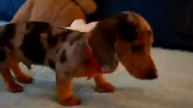 Очень милый малыш такса