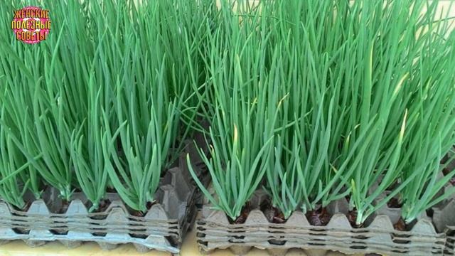 Интересный и простой способ выращивания лука дома! смотреть онлайн