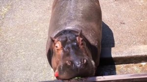 Бегемот и арбуз