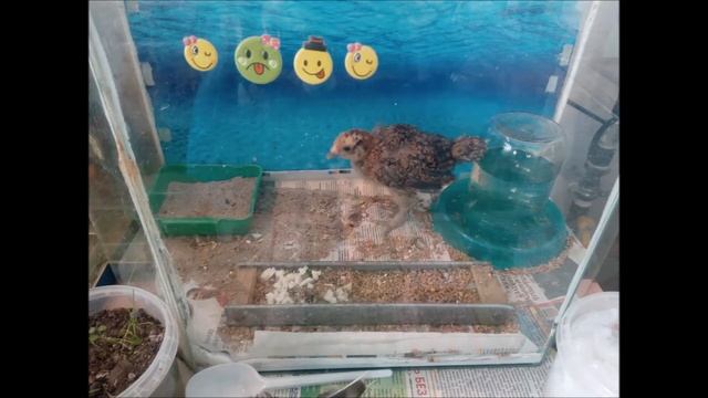 Амераукана 23 день. Мехеленская кукушка - Куку де Малин 46 день и одна курочка 67 день. 24.03.20 смотреть онлайн