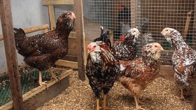 Разведение Орловских ситцевых кур как бизнес идея | Орловские ситцевые куры смотреть онлайн