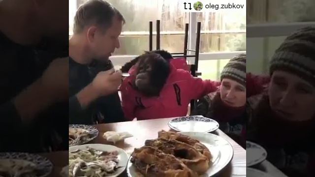 Орангутан ДАНА - звезда Тайгана ! Дана трапезничает ! смотреть онлайн