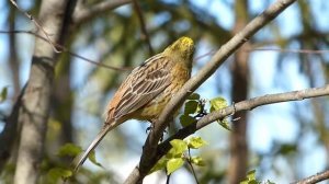 Обыкновенная овсянка ( Emberiza citrinella)