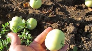 Мой сад: яблоня "Белый Налив".