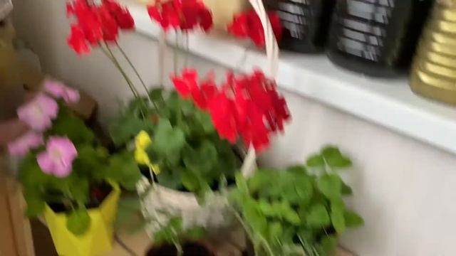 Огород на балконе 10 июня! Не было 4 дня! Потери и Урожай! смотреть онлайн