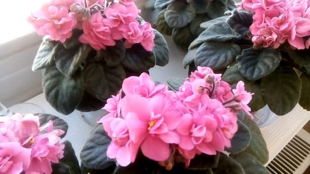 МОИ ЦВЕТЫ ДОМА И НА ДАЧЕ - обзор некоторых цветущих растений. смотреть онлайн