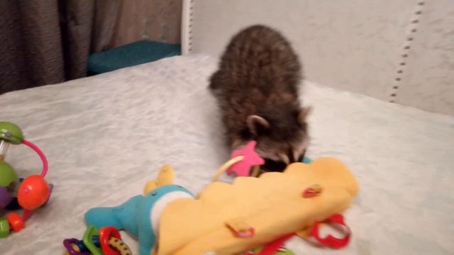 Шаловливый енот Ракетуся