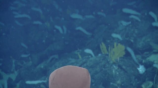 Colorful And Reflective Creatures Of The Galapagos | Nautilus Live