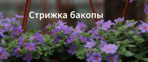 Как стричь бакопу. Когда зацветает бакопа. Через сколько цветет бакопа. Когда стричь бакопу