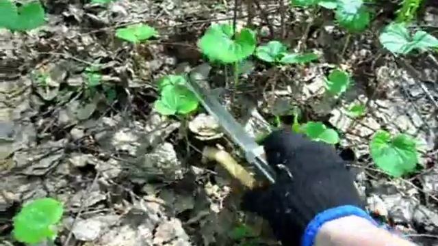 Весенние грибы сморчки когда и где их собирать #ru_kompass #грибы #бушкрафт