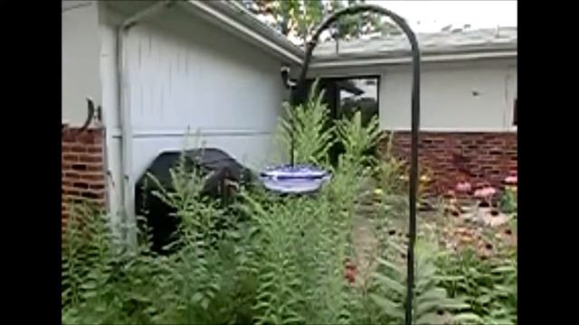 Hummingbirds смотреть онлайн
