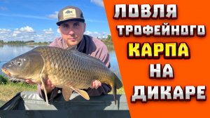Ловля ТРОФЕЙНОГО КАРПА на ДИКОМ ВОДОЁМЕ | Ловля карпа на КАРТОШКУ | На ФЛЭТ ФИДЕР и карповые монтажи