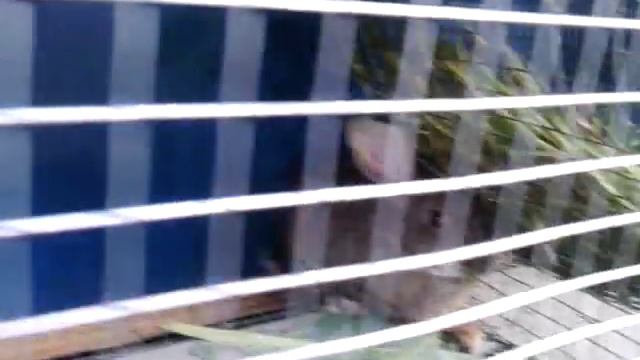 Трехярусная клетка для кроликов смотреть онлайн