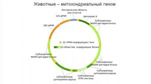 Методы молекулярной биологии. Полимеразная цепная реакция (ПЦР)