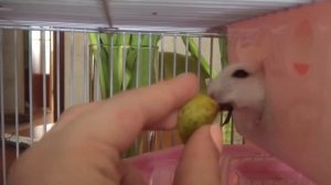 ЧЕМ МОЖНО КОРМИТЬ ХОМЯЧКОВ, КРОМЕ КОРМА? | Hamsters Family