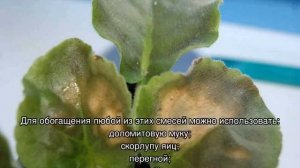 Почему у фиалки желтеют листья: причины и последствия