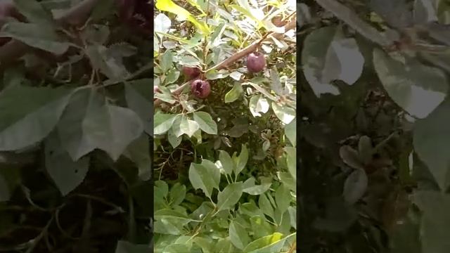 пробуем Дюки. БЕТТА, МЕЙНОР, ГАЙОВАТА смотреть онлайн