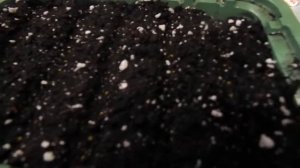 ПОСЕВ ЛОБЕЛИИ НА РАССАДУ В ДЕКАБРЕ.ПРОФ СЕМЕНА В ГРАНУЛАХ.