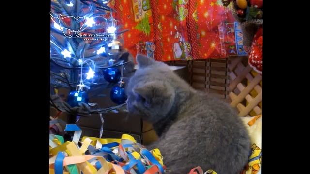 И вот она, нарядная, на праздник к нам пришла! Как мы с котятами наряжали елку смотреть онлайн