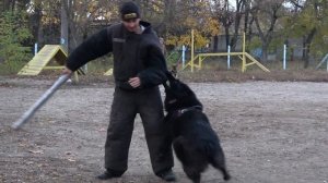 СУПЕР СОБАКИ! Чёрные Длинношерстные Немецкие Овчарки. Одесский дрессировочный центр "СТРАЖ"