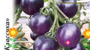 Томат Синяя Гроздь F1. Краткий обзор, описание характеристик, где купить семена solánum lycopérsicu