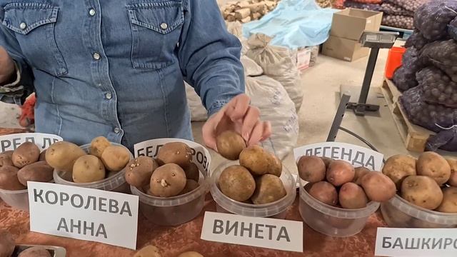 РАННИЕ СОРТА КАРТОФЕЛЯ ИЛИ КАК ПОЛУЧИТЬ РАННИИЙ УРОЖАЙ смотреть онлайн