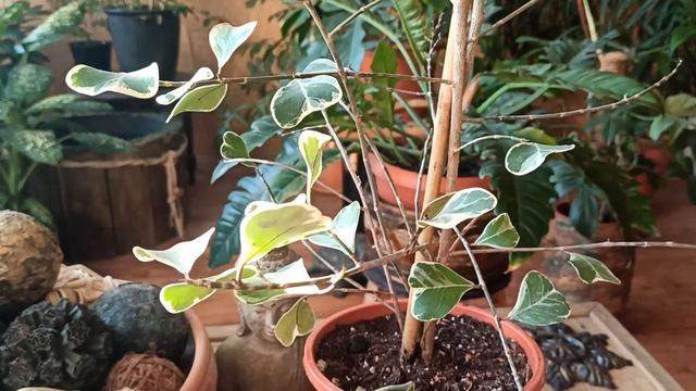 Фикус триангулярис/треугольный/ Свитхарт.Fic Natal Sweetheart. смотреть онлайн