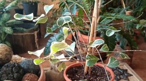 Фикус триангулярис/треугольный/ Свитхарт.Fic Natal Sweetheart.