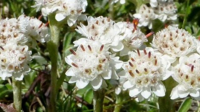 ТИБЕТ ЁШАРИШ РЕЦЕПТИ ВА УНИ ТАЙЁРЛАШ СИРЛАРИ. TIBET YOSHARISH RETSEPTINI TAYYORLASH. смотреть онлайн