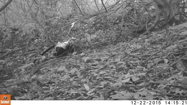 Black & White Colobus Geophagy смотреть онлайн
