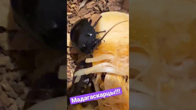 Таракашки едят!!! #zoo #zooanimals #экзотика #едадома  #таракан #мадагаскар #насекомые #усатыйбро