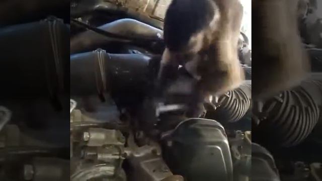 Самая быстрая обезьяна смотреть онлайн