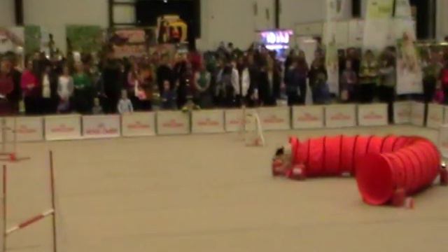 A3 Large - Аксенова Татьяна и бордер колли Лада смотреть онлайн