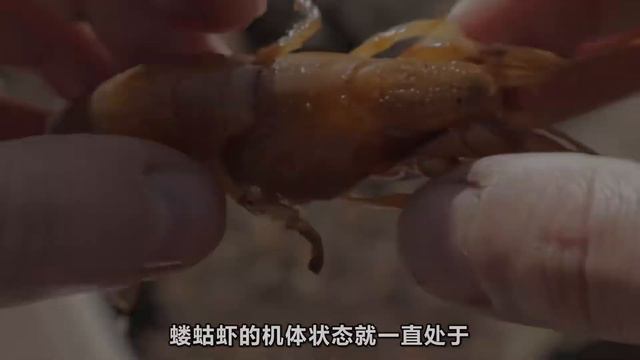 外来生物反客为主？鳃部里的寄生者，竟将“房东”逼上绝路！ смотреть онлайн
