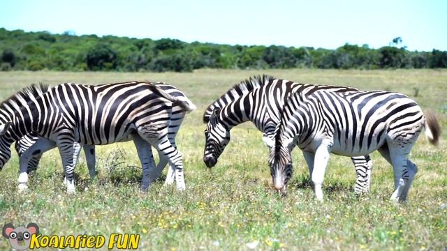 ANIMAL SIZES! Learn Farm, Safari and Forest Animals! Kids Toys Learning Compilation by Koalafied Fu смотреть онлайн