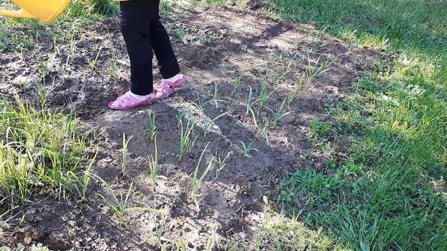 Нашатырный спирт для чеснока// помогаю помидорам смотреть онлайн