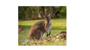 Эндемики Австралии