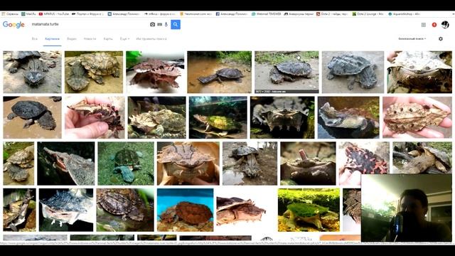 Ищу черепаху матамата или бахромчатую черепаху! смотреть онлайн