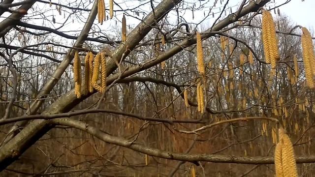 Орешник (лещина) 6 марта уже цветёт? 6.03.2017г смотреть онлайн