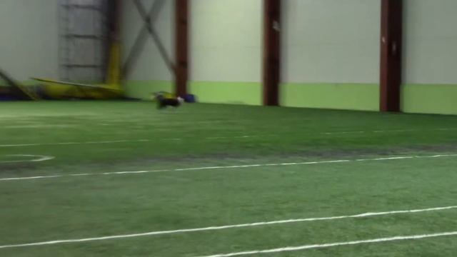 Бекенева Яна Бордер колли Рулька Pitch-and-go сорев. AmiGo" 08.02.20 смотреть онлайн
