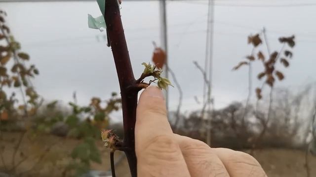 Обрезка малины Маравилла в парнике смотреть онлайн