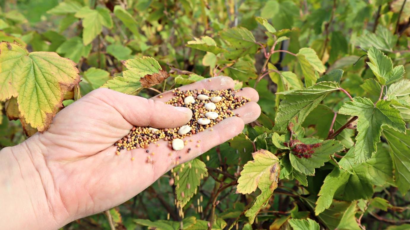 Раскидайте это под всеми ягодными кустами и плодовыми деревьями осень в сентябре. смотреть онлайн