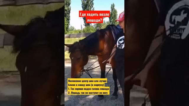 Верховая езда легко / где ходить возле лошади смотреть онлайн
